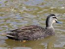 Pacific Black Duck (WWT Slimbridge May 2013) - pic by Nigel Key